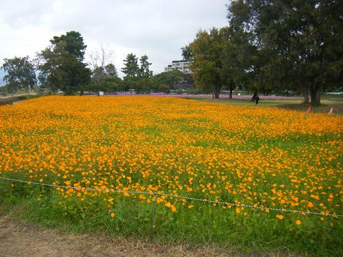 黄花コスモス