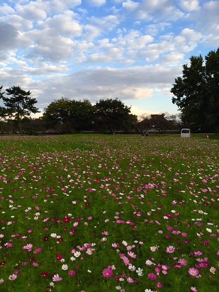 コスモス園