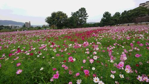 花見会