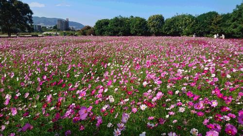 コスモス園（キバナコスモス）