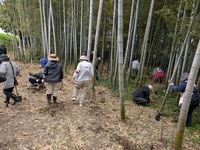 タケノコ掘り体験の様子