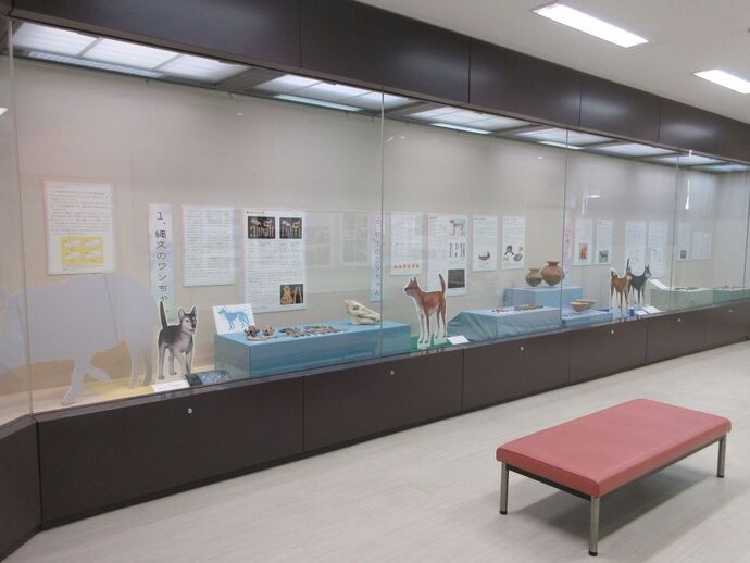 令和7年度後期企画展「ワンちゃんたちのプロフィール－縄文から古墳まで－」の展示風景の写真
