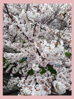 武庫川の桜が満開です