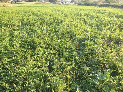 武庫川髭の渡しコスモス園のコスモスの様子