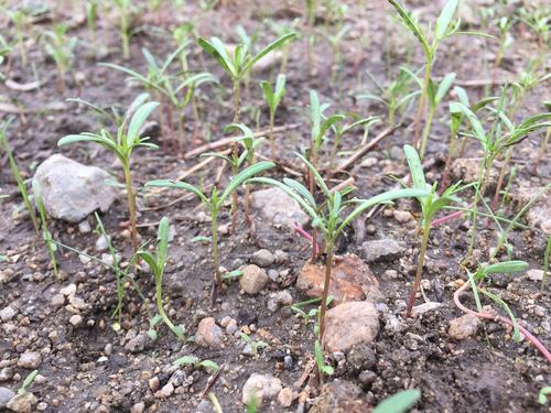 武庫川髭の渡しコスモス園のコスモスの様子