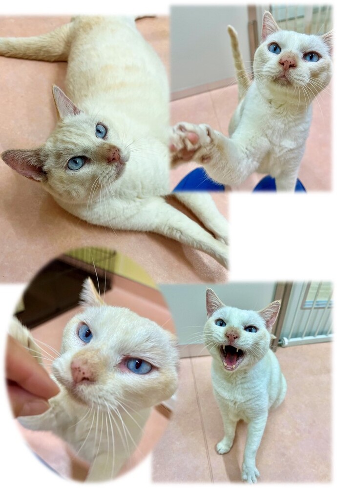 はっさくの写真