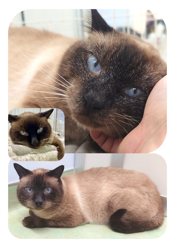 シャンパの写真