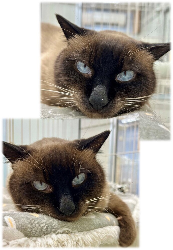 シャンパの写真