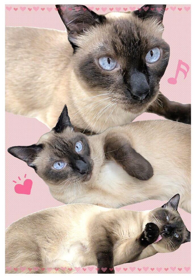 カヌレの写真