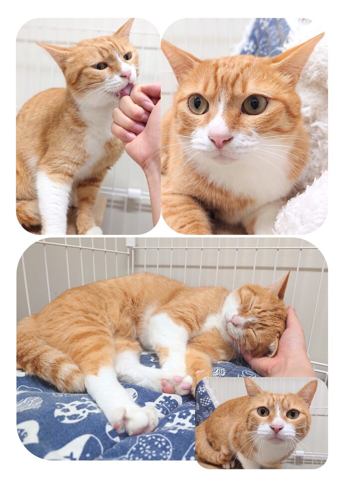 ゆずの写真