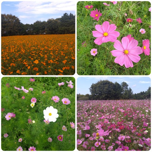 武庫川髭の渡しコスモス園