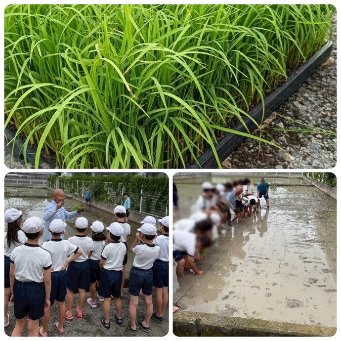 武庫庄小学校田植え体験