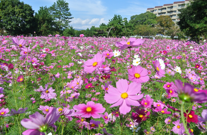 コスモス園の様子