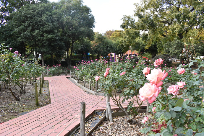 写真・大井戸公園のバラ