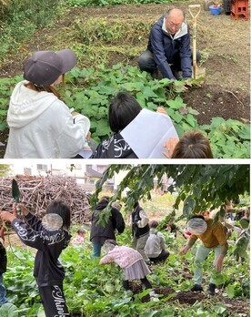 芋掘りの様子