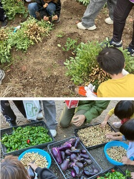 その他の作物の収穫