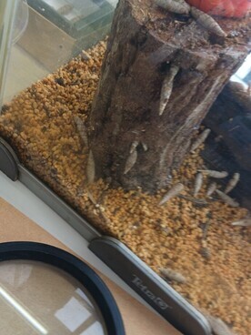 長細いかたつむり