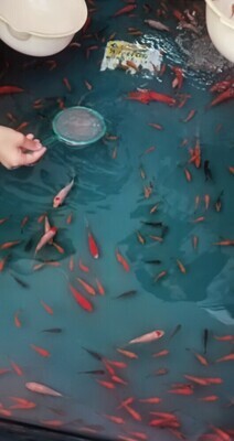 金魚釣り