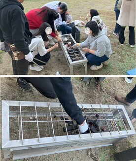 焼きマシュマロの写真
