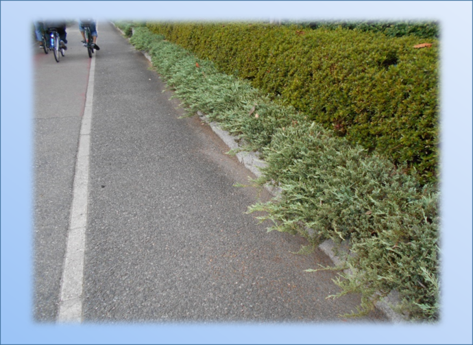清掃後の歩道写真