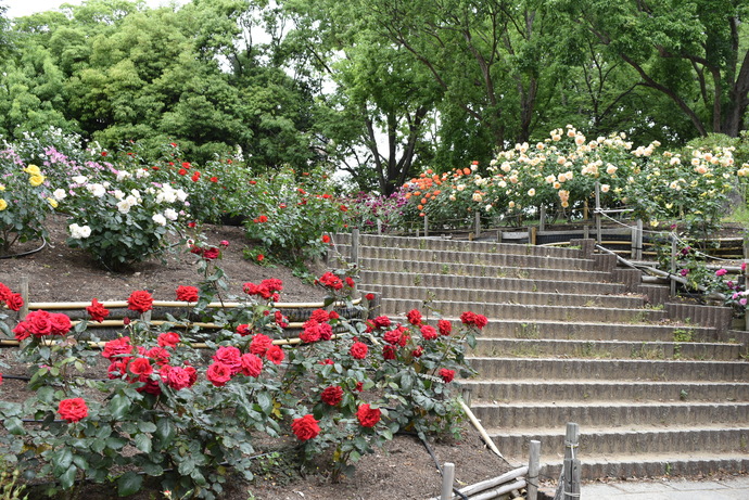 大井戸公園バラが咲く階段