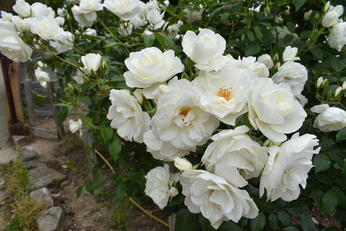 大井戸公園白いバラ