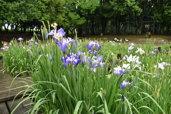 農業公園ハナショウブの写真1