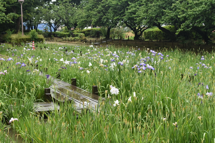 農業公園ハナショウブの写真2