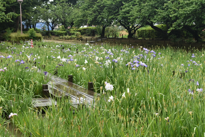 農業公園ハナショウブの写真2