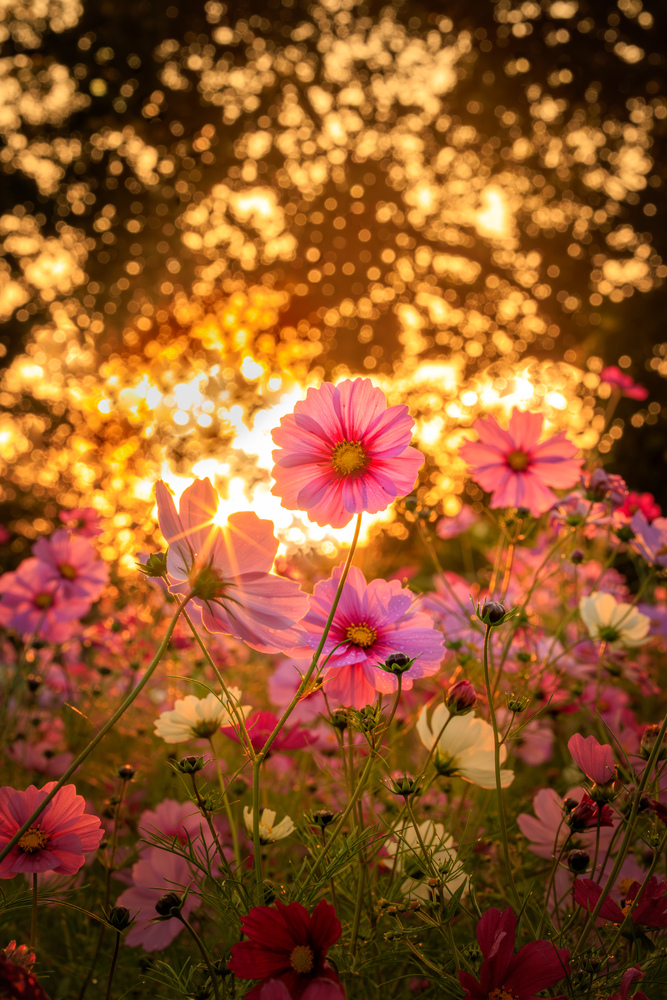 1輪のコスモスがこもれびを浴びている写真