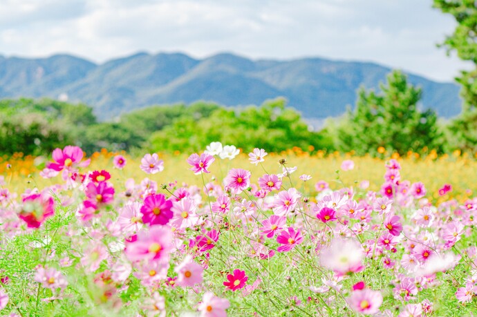 2種類のコスモスや木々や山が層になっているような写真