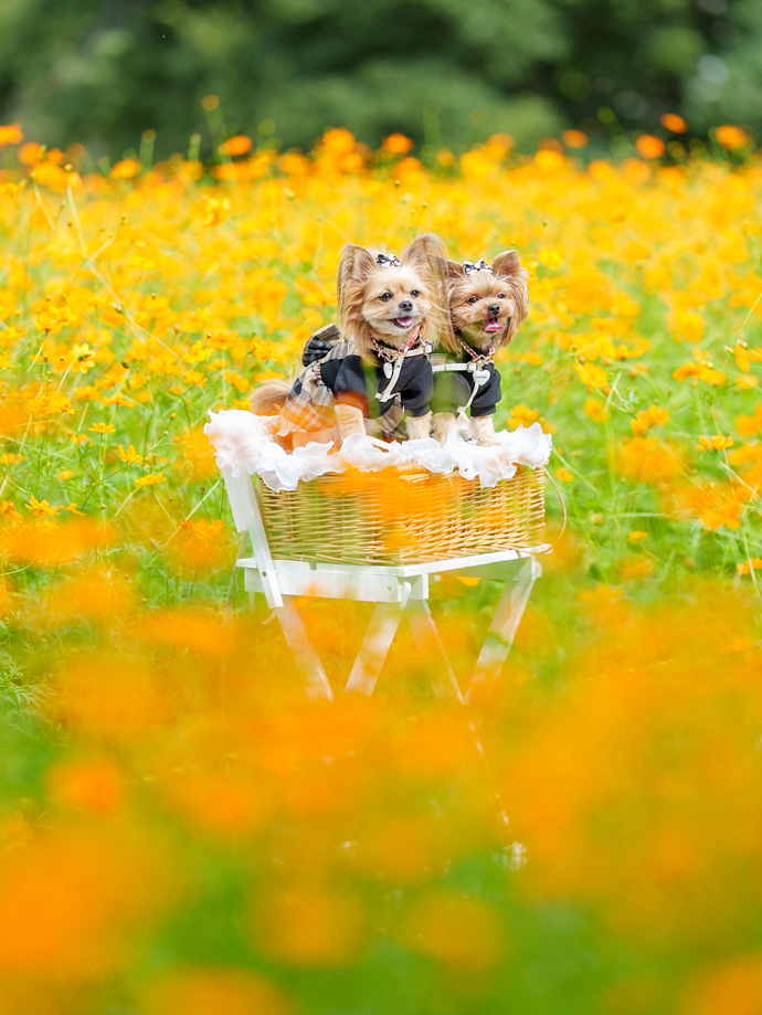 かごに入っている2匹の犬がキバナコスモスの中にいる写真