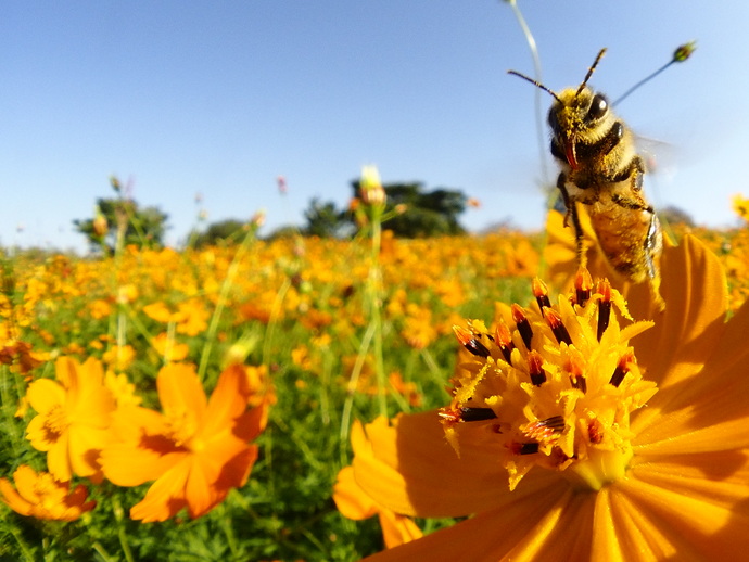 蜂とキバナコスモスが写っている写真