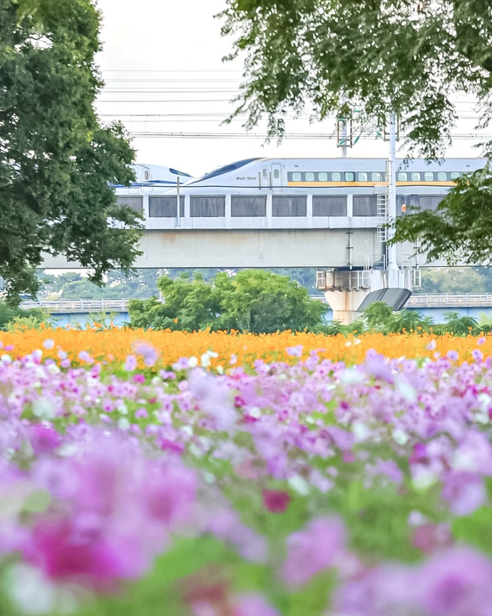 2種類の新幹線がすれ違っている場面とコスモスを収めた写真