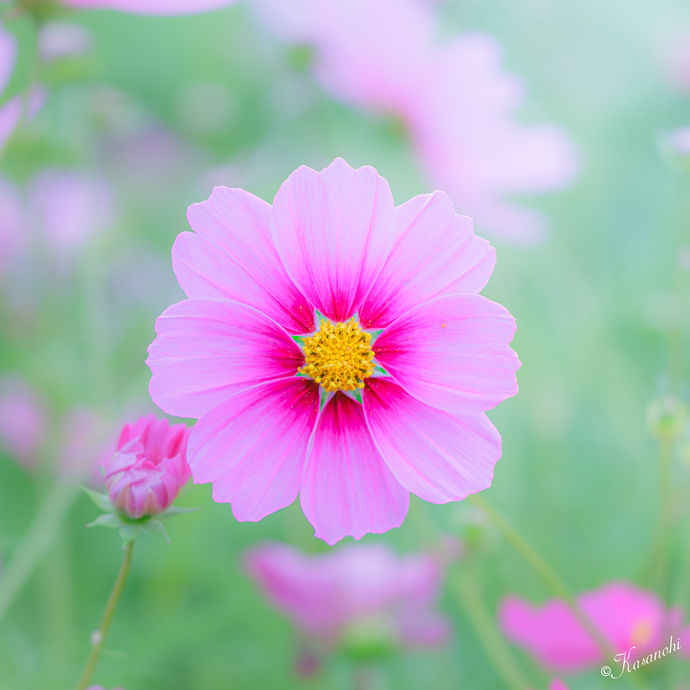 1輪のコスモスが正面に写っている写真