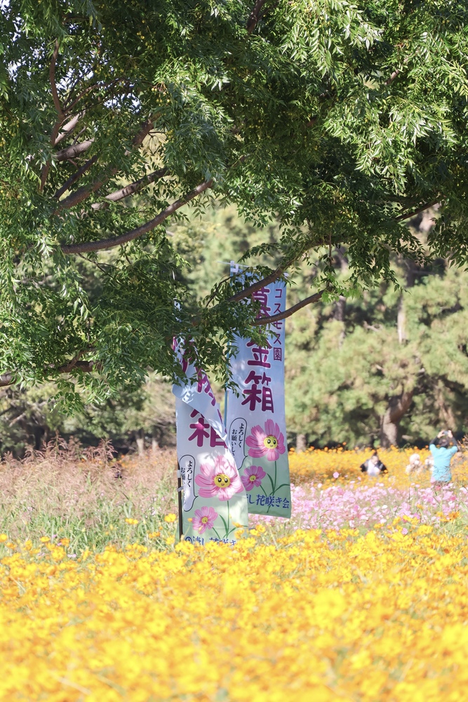 募金箱ののぼりが写っている写真