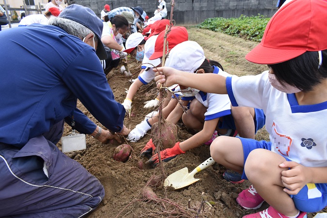 立花西小学校芋掘りの様子1