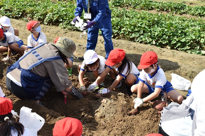 立花西小学校芋掘りの様子2