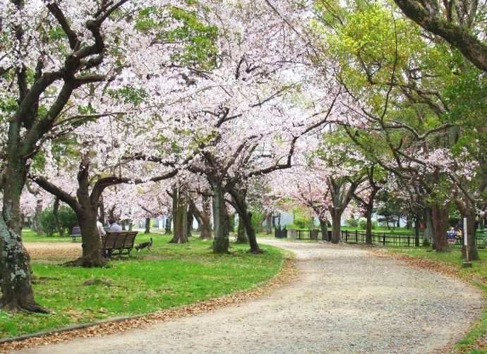 西武庫公園の桜