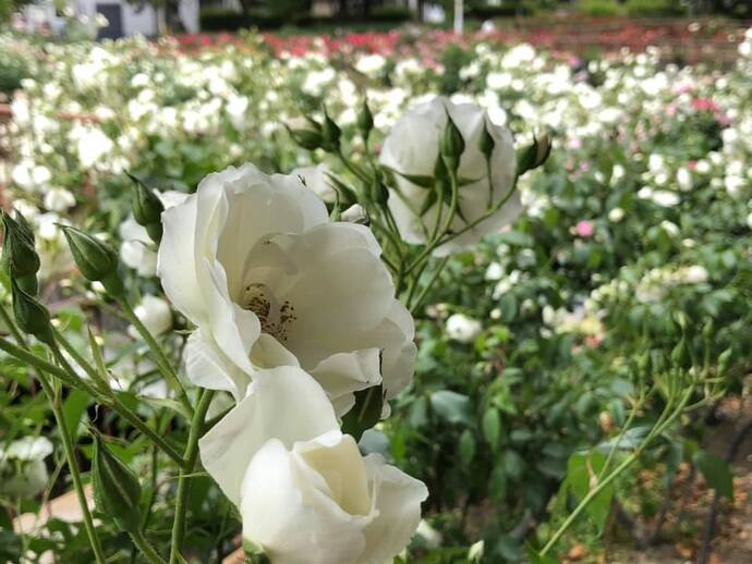 大井戸公園のバラ