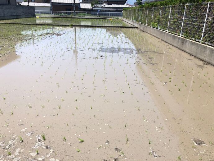 武庫庄小学生が植えた田んぼの様子