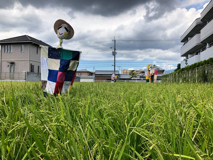 武庫庄小学生が育てている田んぼ