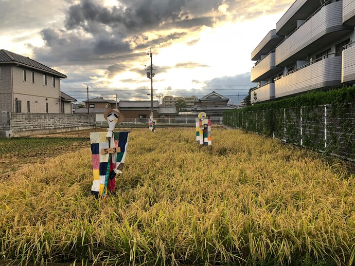 この日の武庫庄小学校の田んぼ