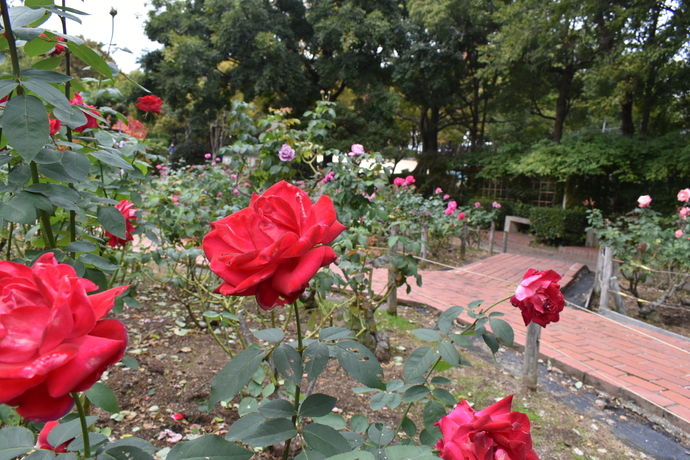 大井戸公園バラの写真2