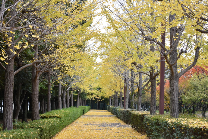 小田南公園のイチョウ並木1