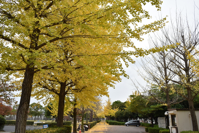 小田南公園のイチョウ並木2