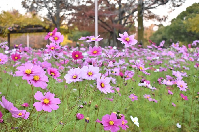 農業公園コスモスの写真1