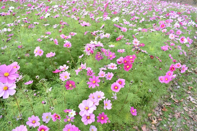 農業公園コスモス写真2