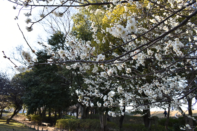 農業公園の梅の写真1