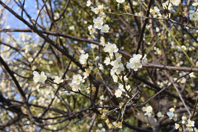 農業公園梅の写真2